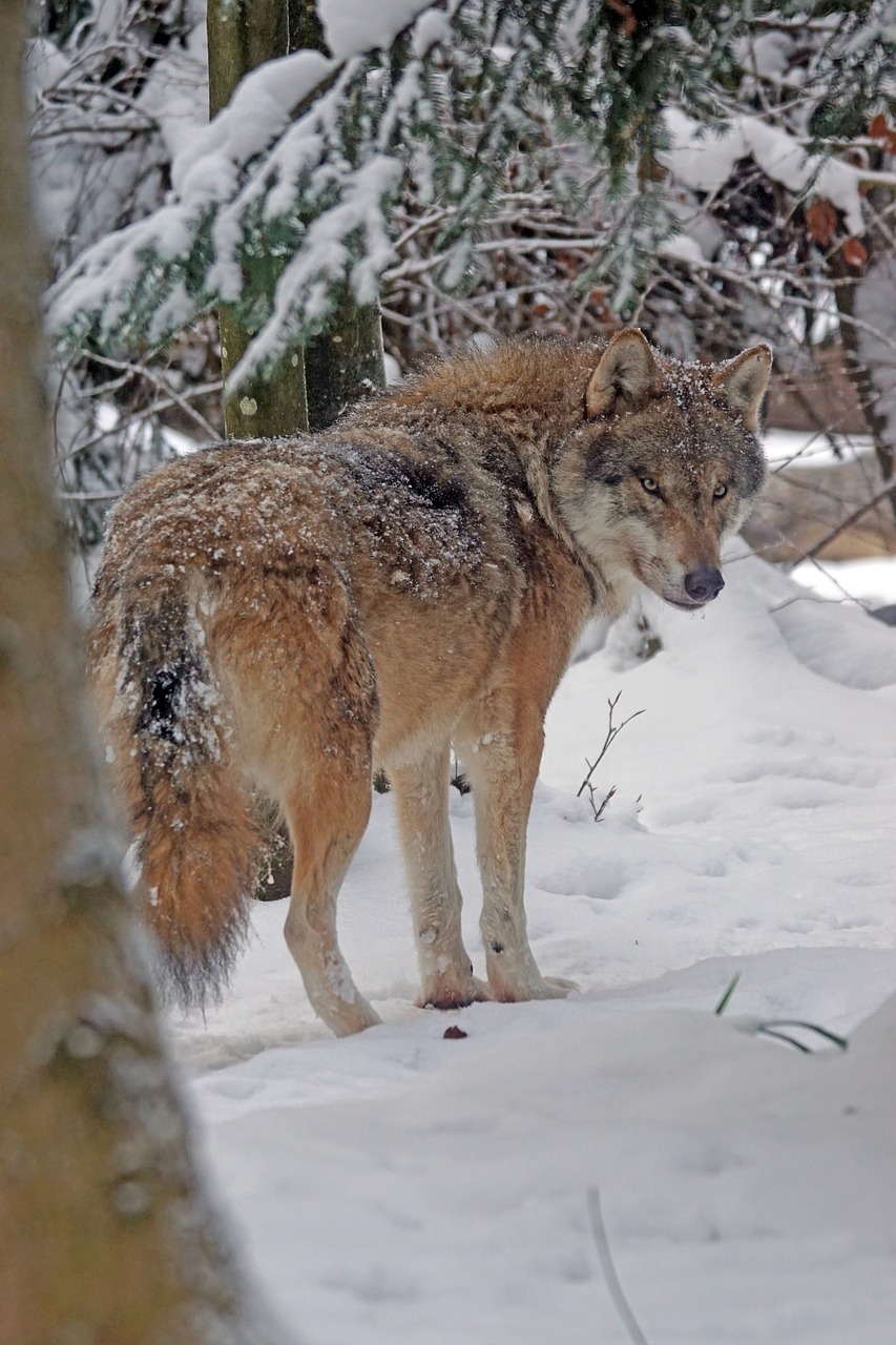wolf eurasisch predator free photo