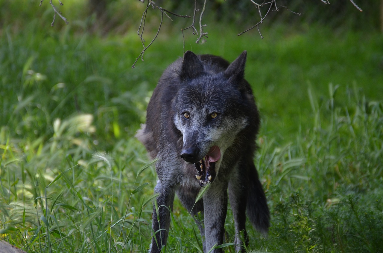 wolf famished grey free photo