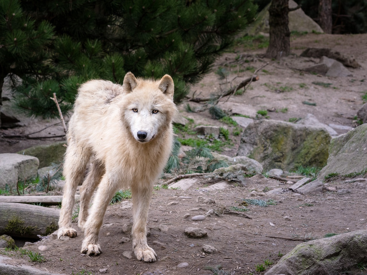 wolf animal predator free photo