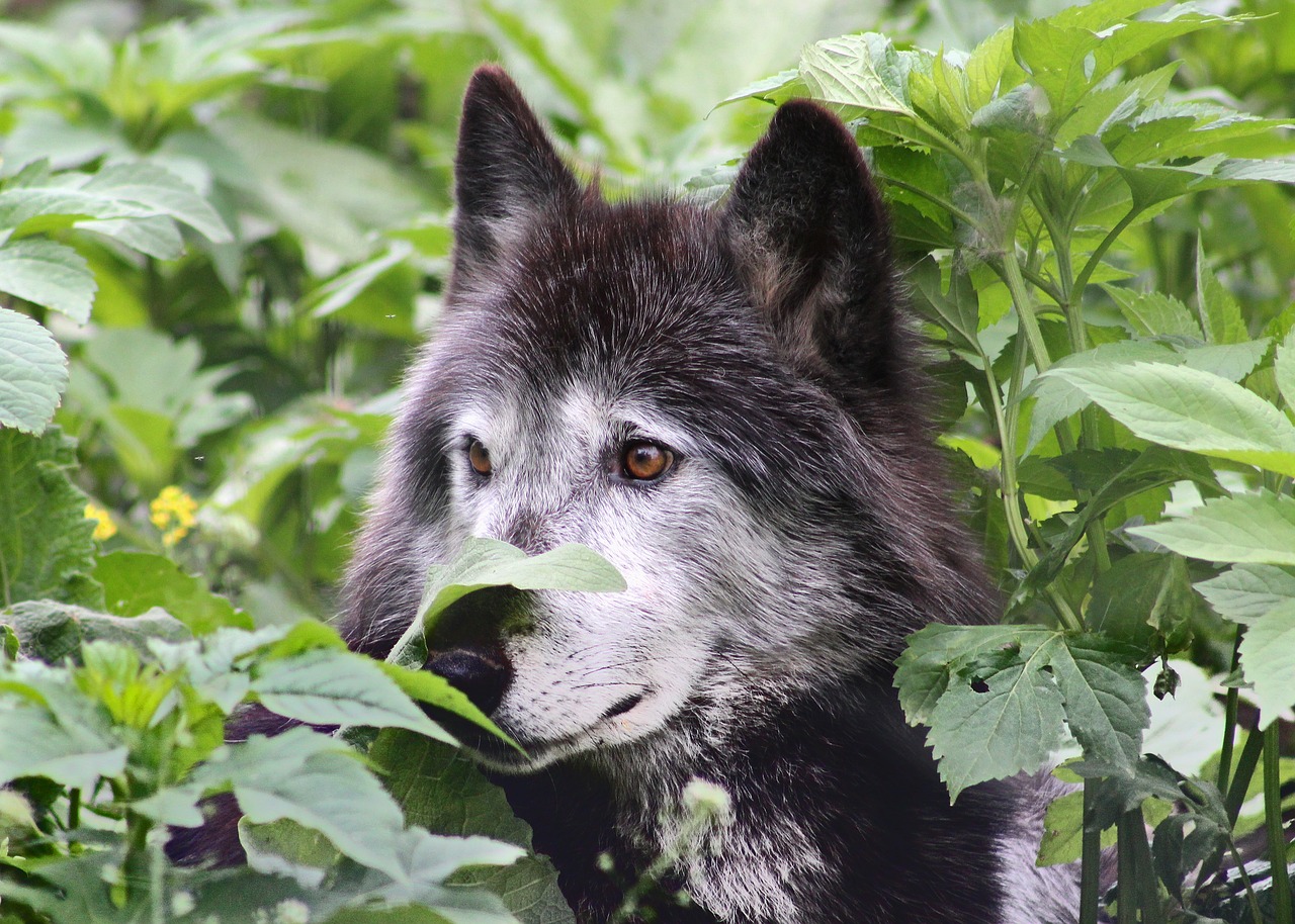 wolf wolves wildlife free photo