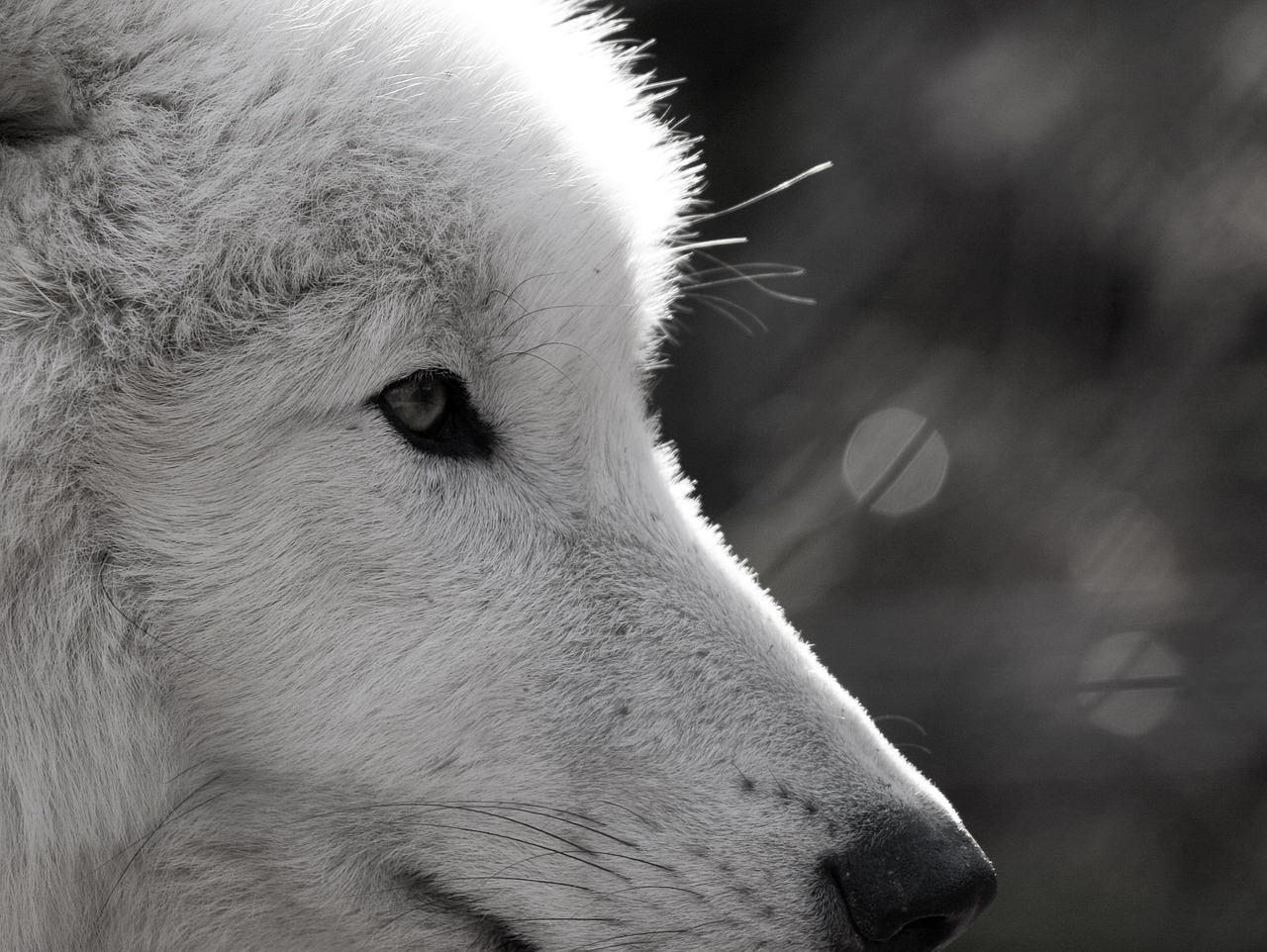 wolf polarwolf wild animal free photo