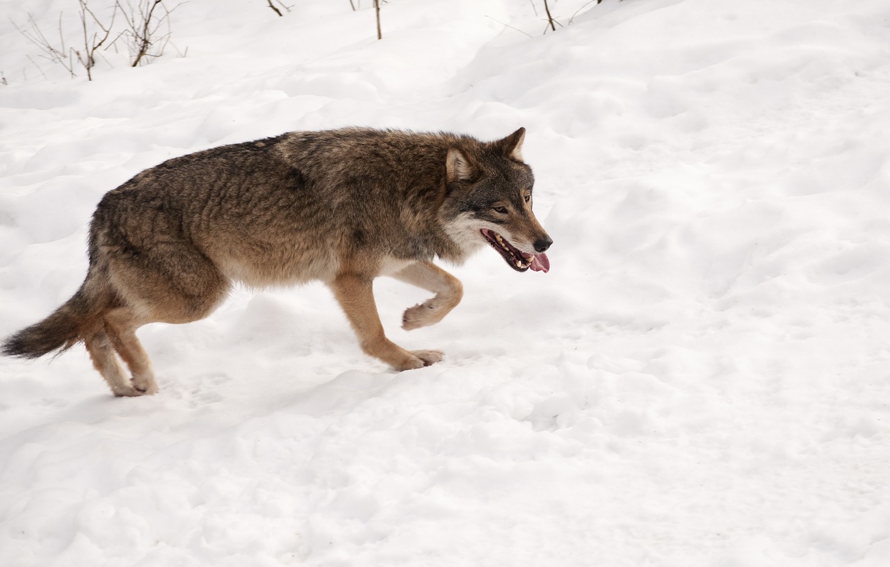 wolf snow animal free photo