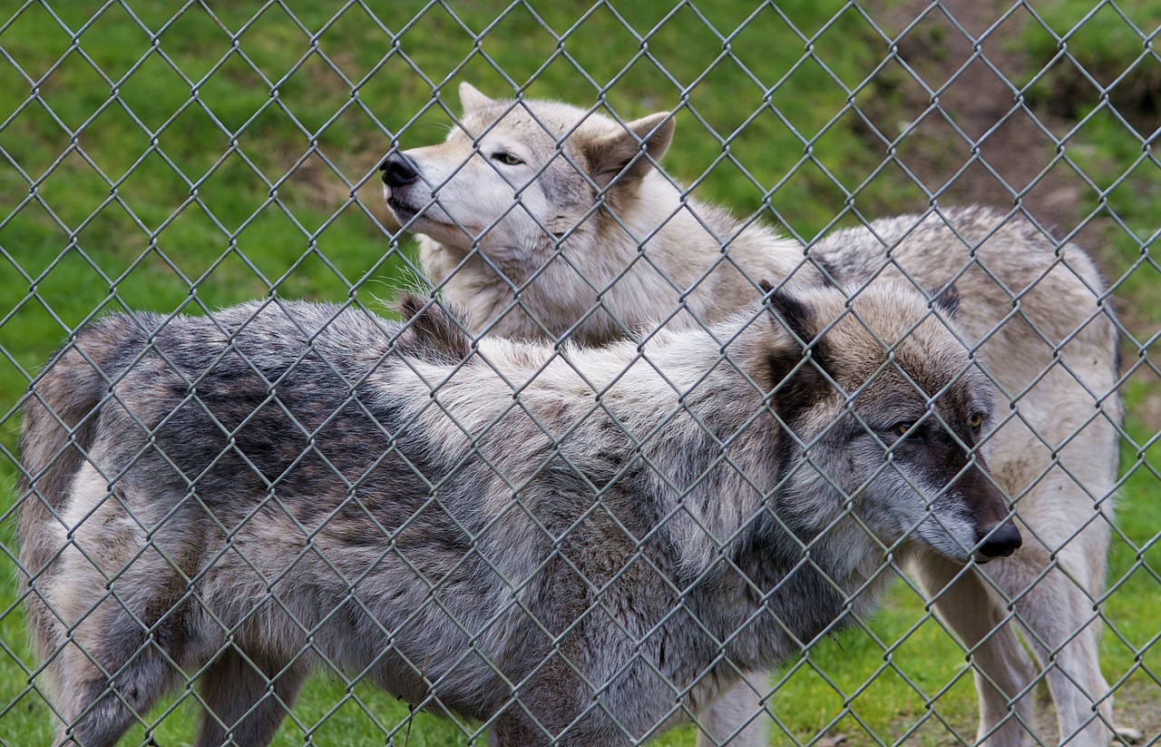 wolf wolves gray wolf free photo