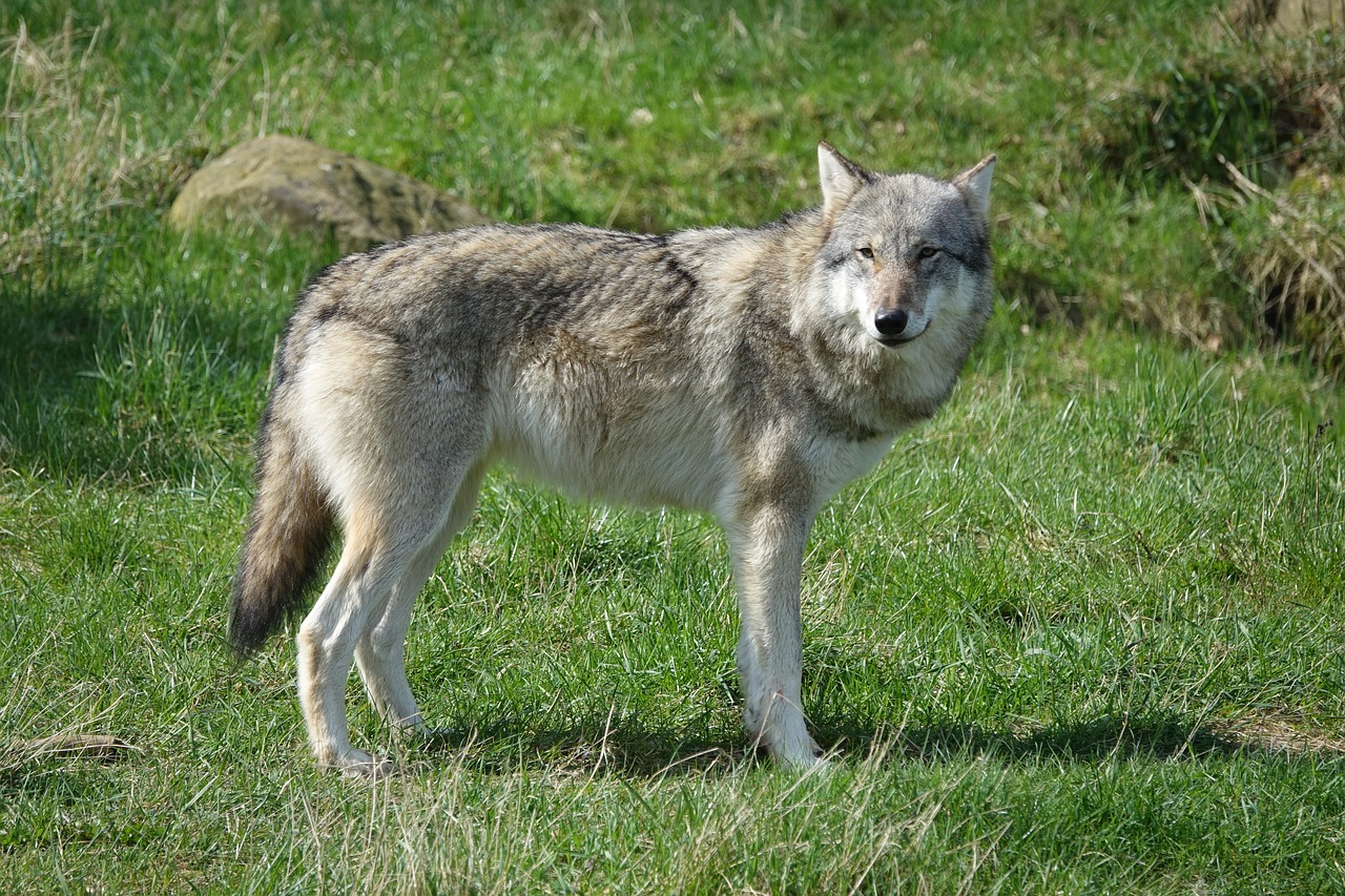 wolf zoo wildlife free photo