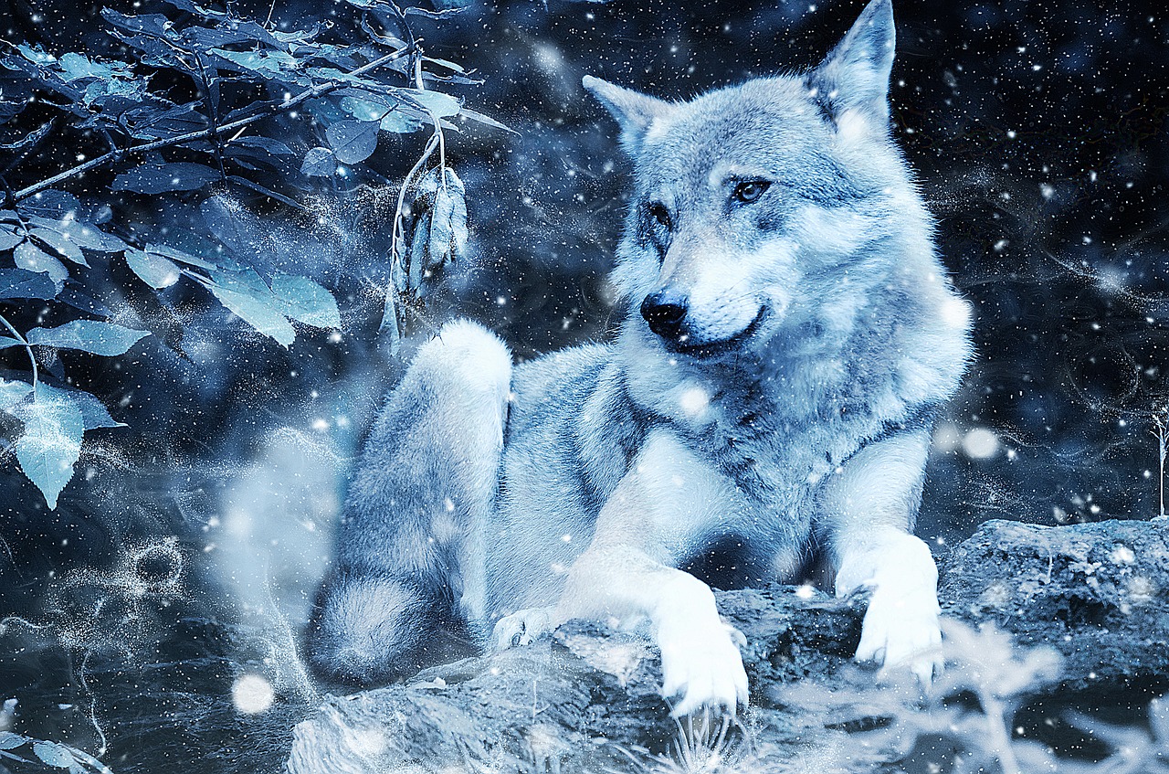 wolf animal predator free photo