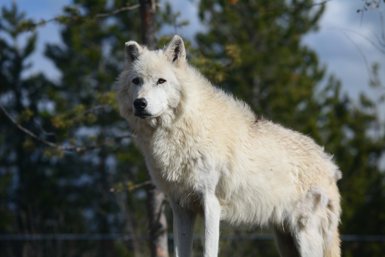 wolf canis lupus yellowstone national park free photo