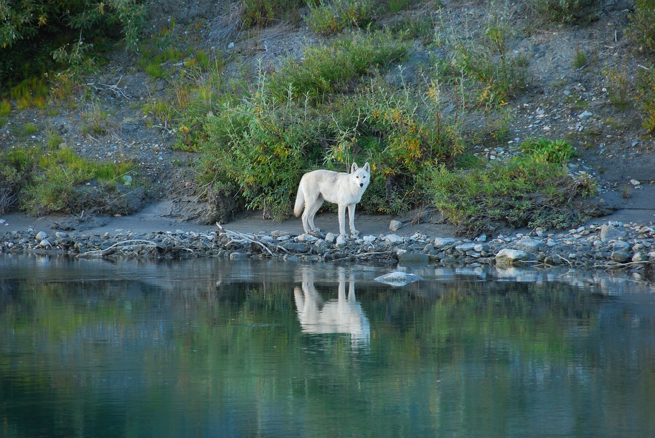 wolf lone predator free photo