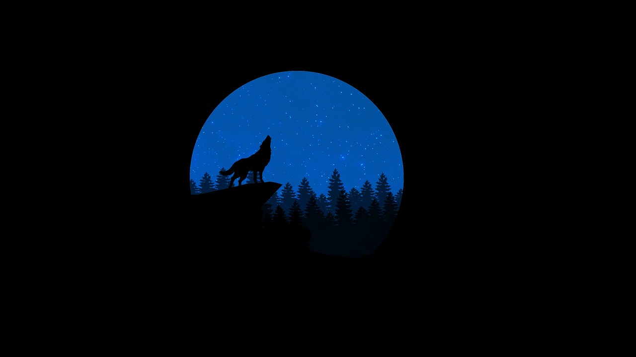 wolf howling night free photo