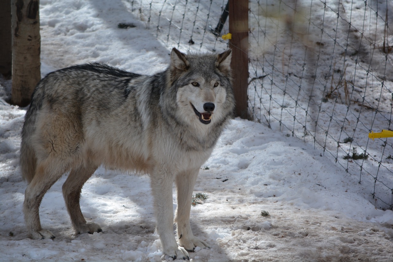 wolf outside snow gray free photo