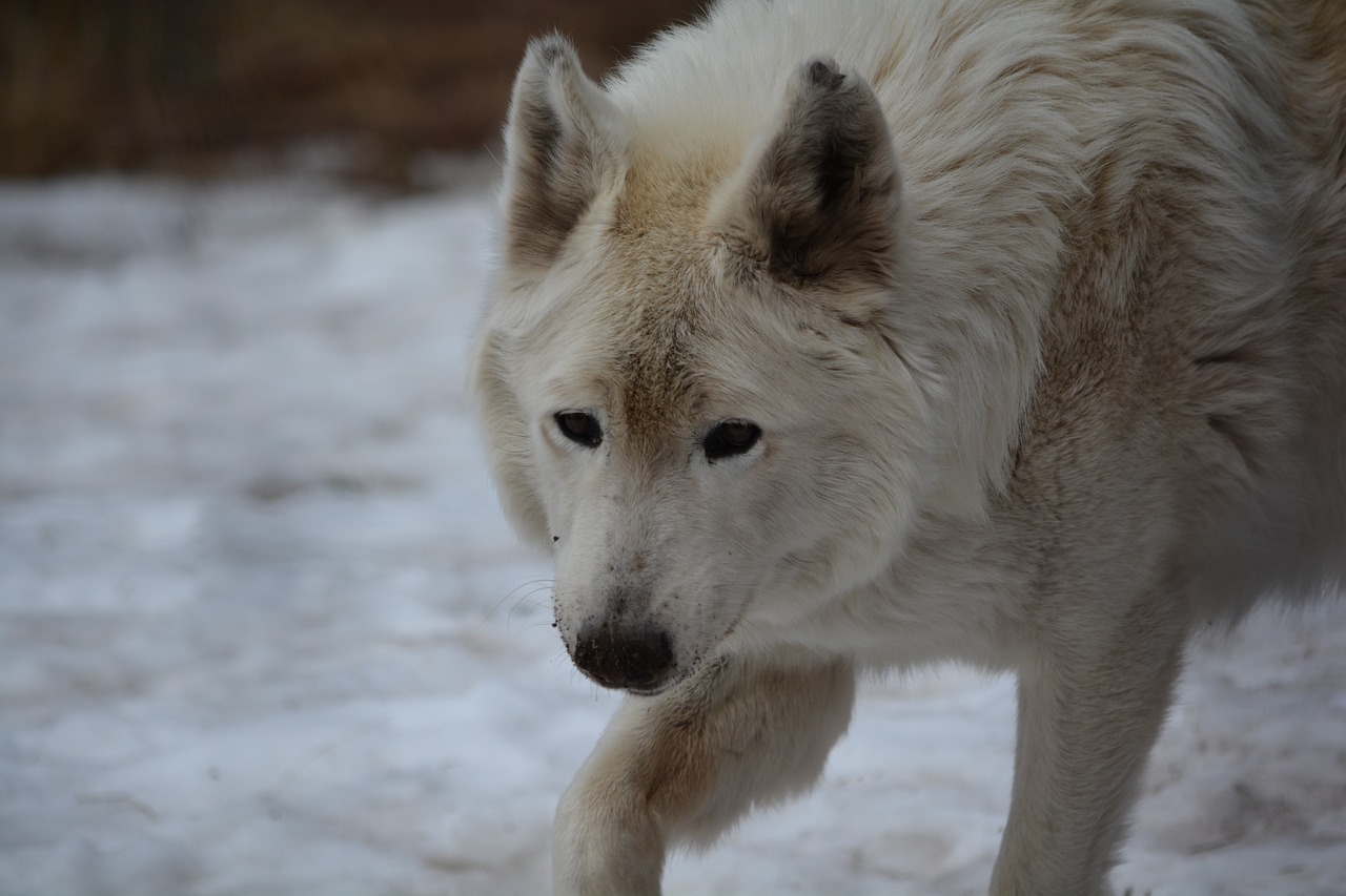 wolf white face free photo