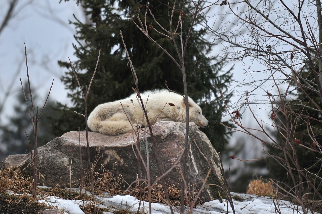 wolf zoo sleeping free photo