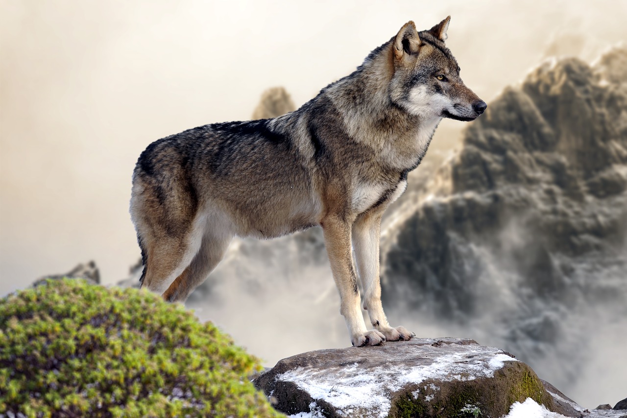 wolf wild mountain free photo