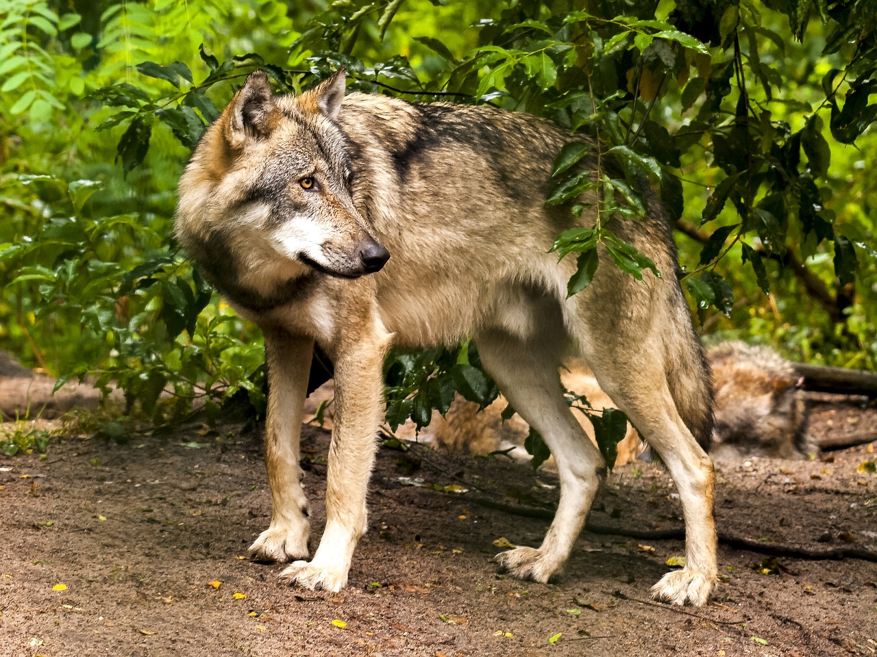 wolf animal mammal free photo