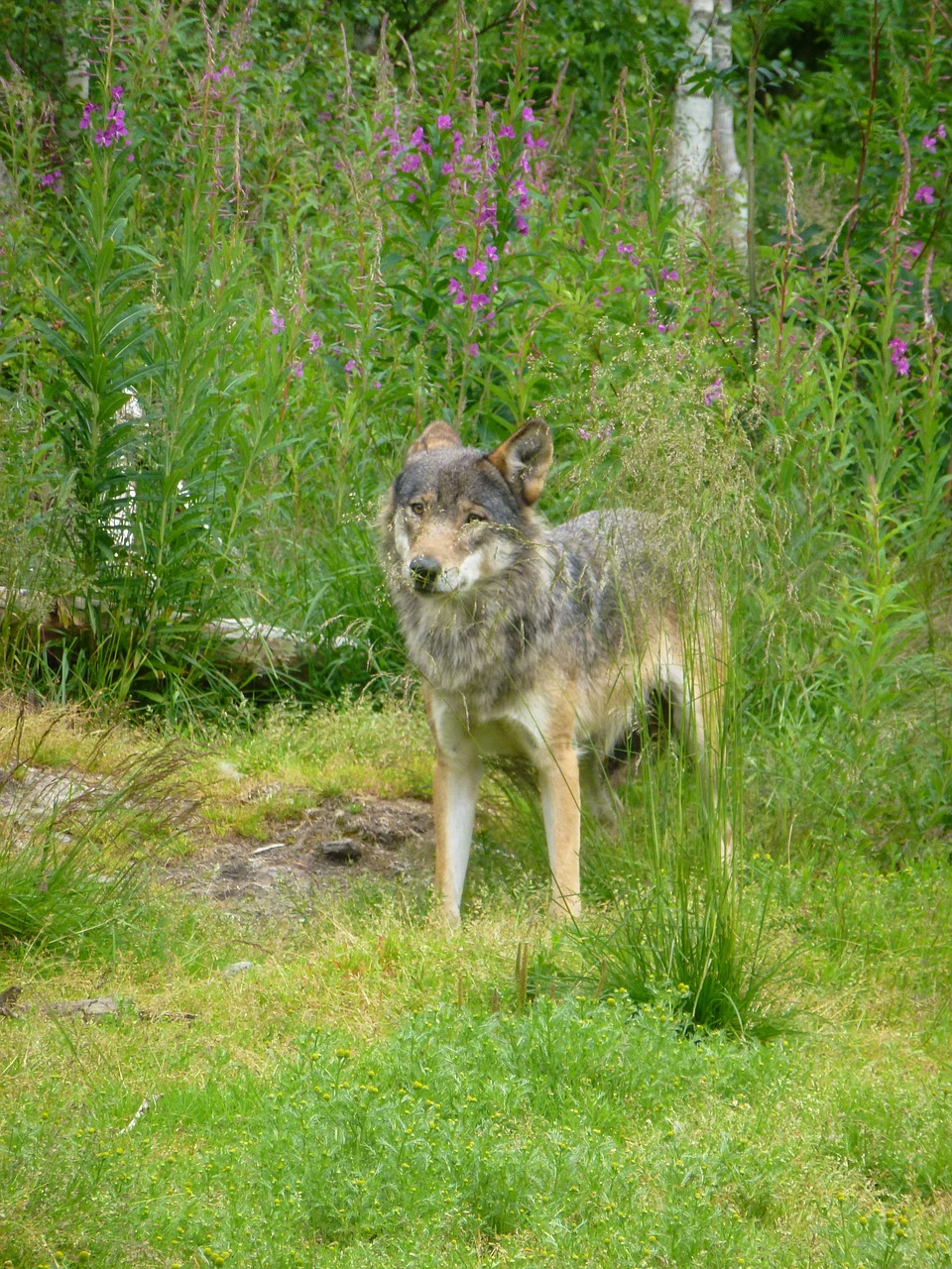 wolf predators the nature of the free photo