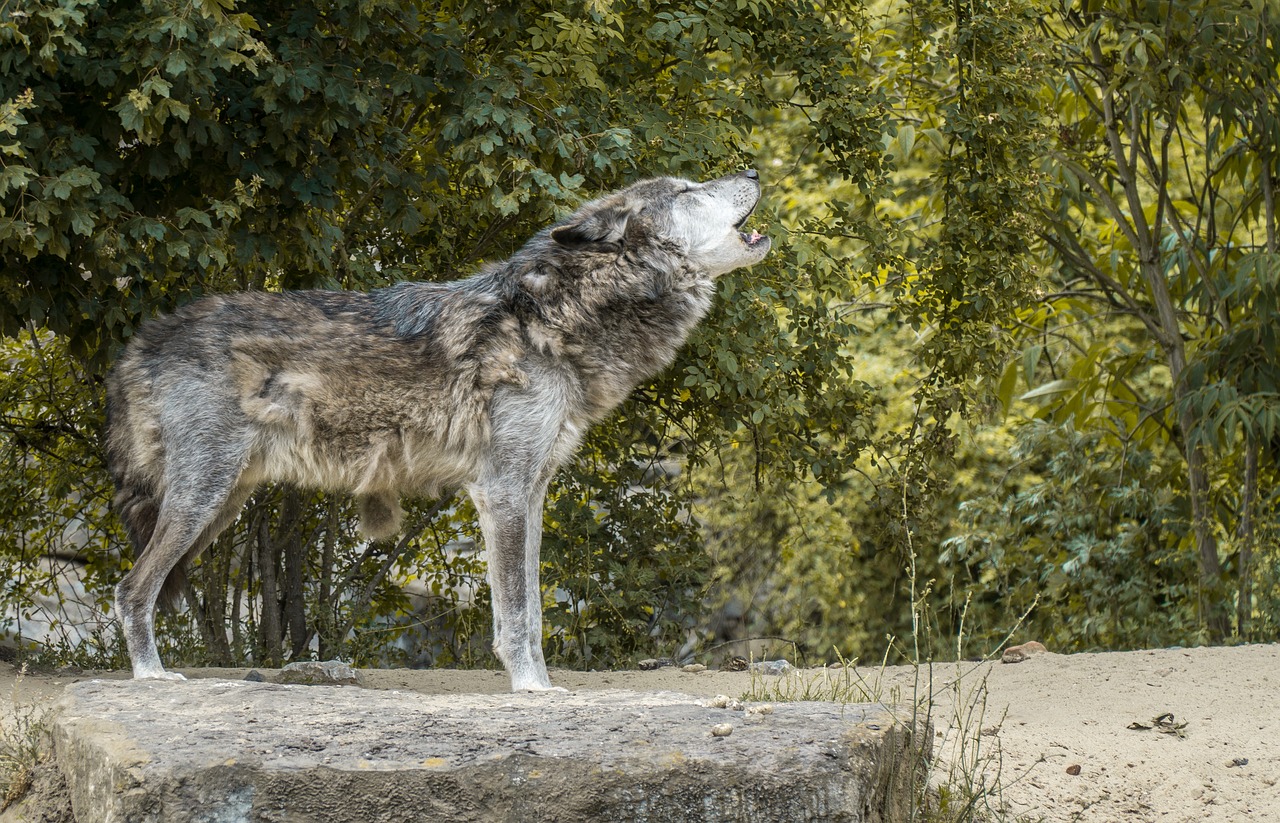wolf howl wolf howling free photo