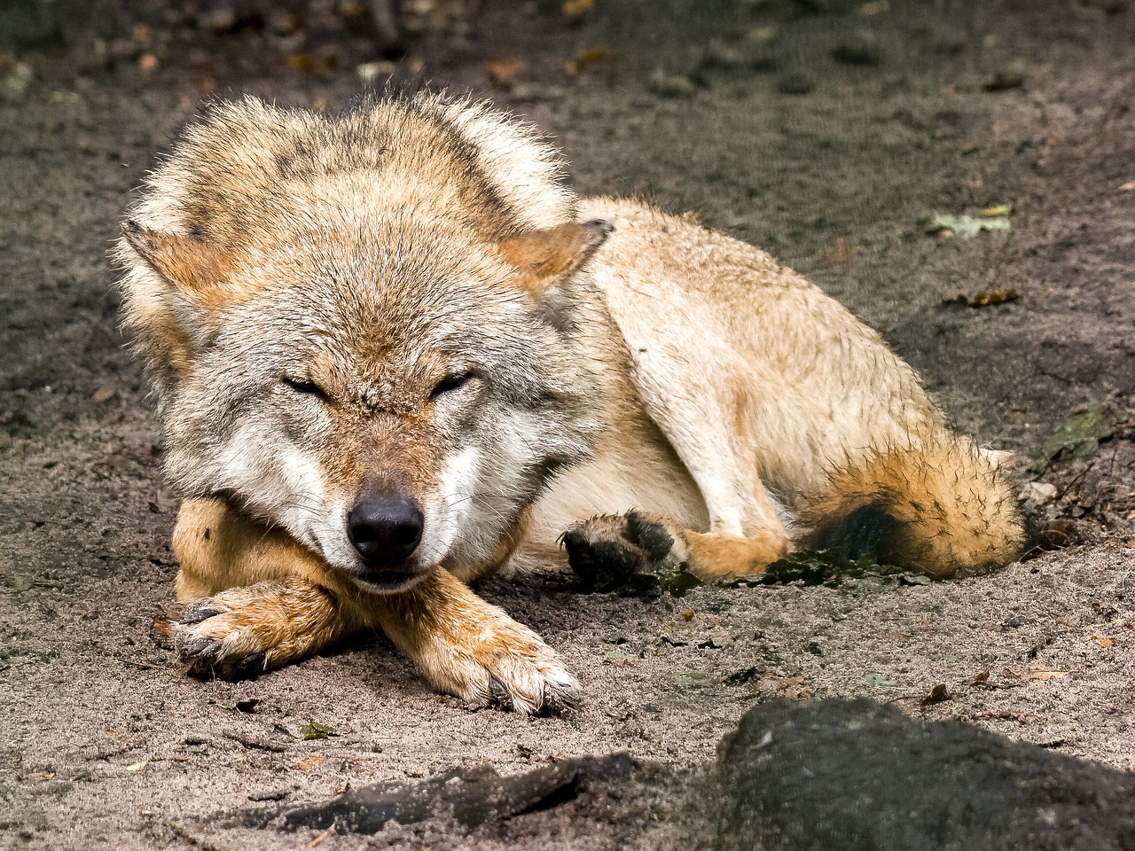 wolf animal predator free photo