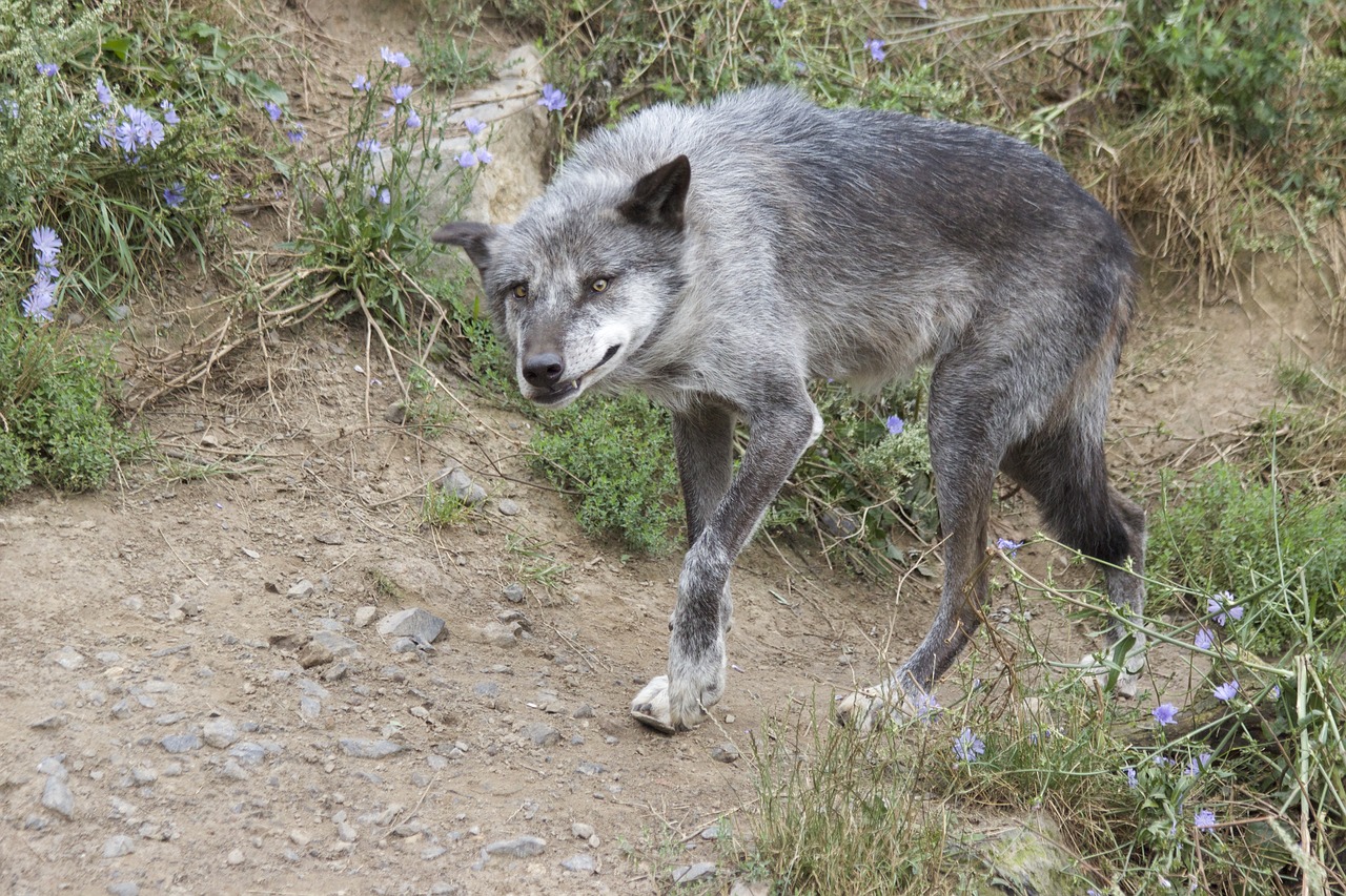 wolf predator pack animal free photo