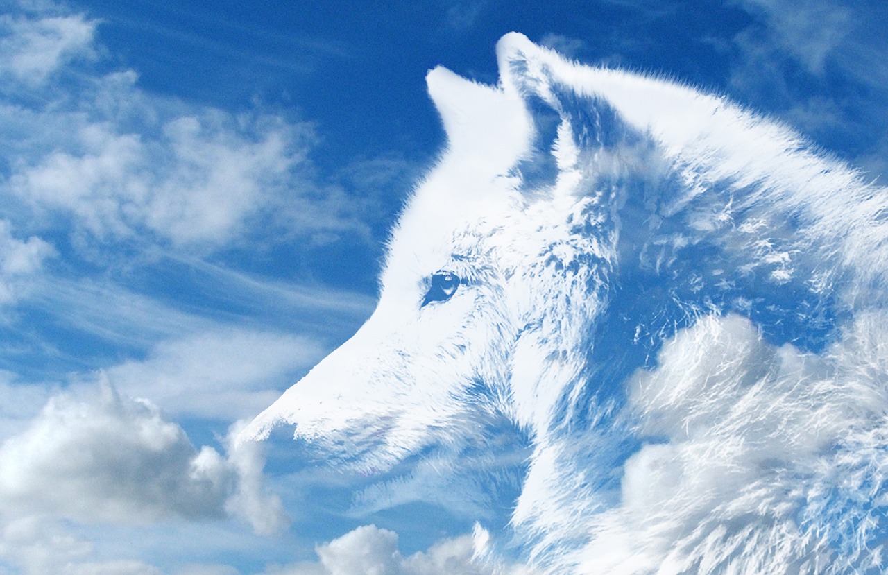 wolf clouds sky free photo