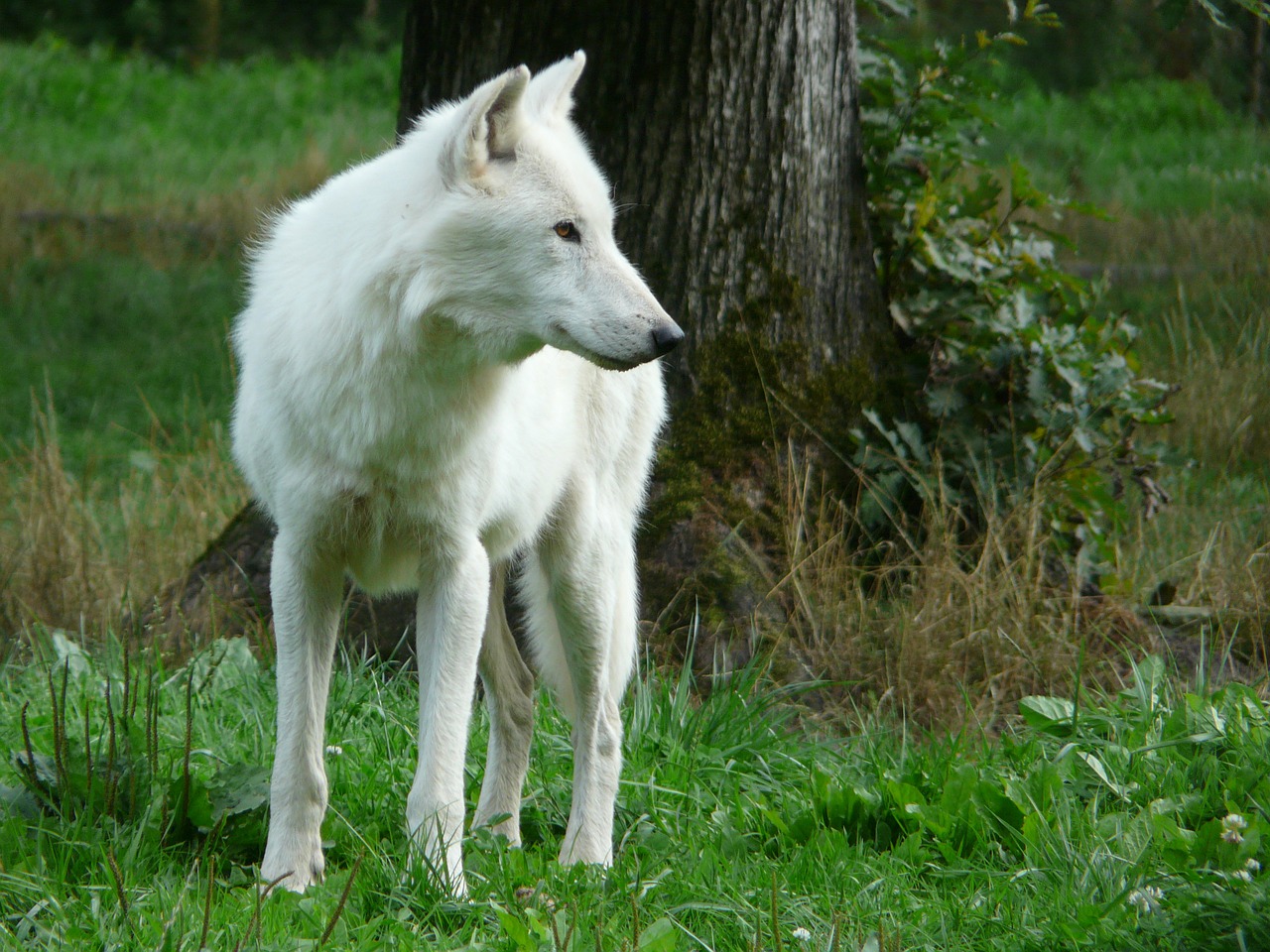 wolf white carnivore free photo