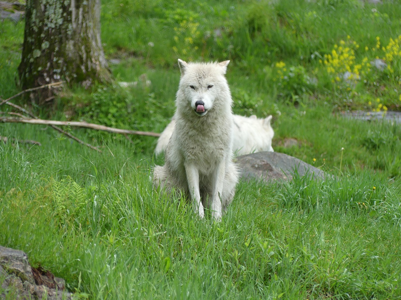 wolf animal wildlife free photo