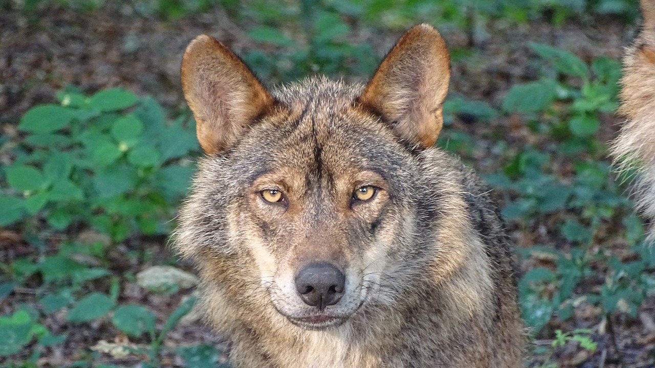 wolf iberian wolf subspecies free photo