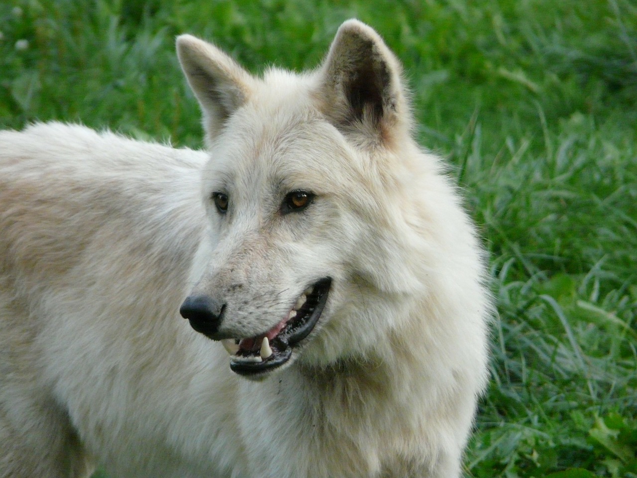 wolf white carnivore free photo