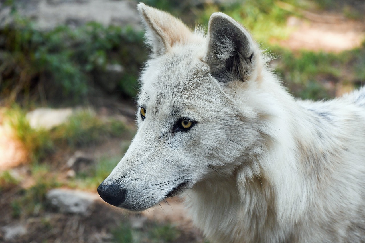 wolf young predator free photo