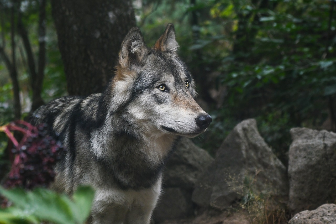 wolf predator grey free photo