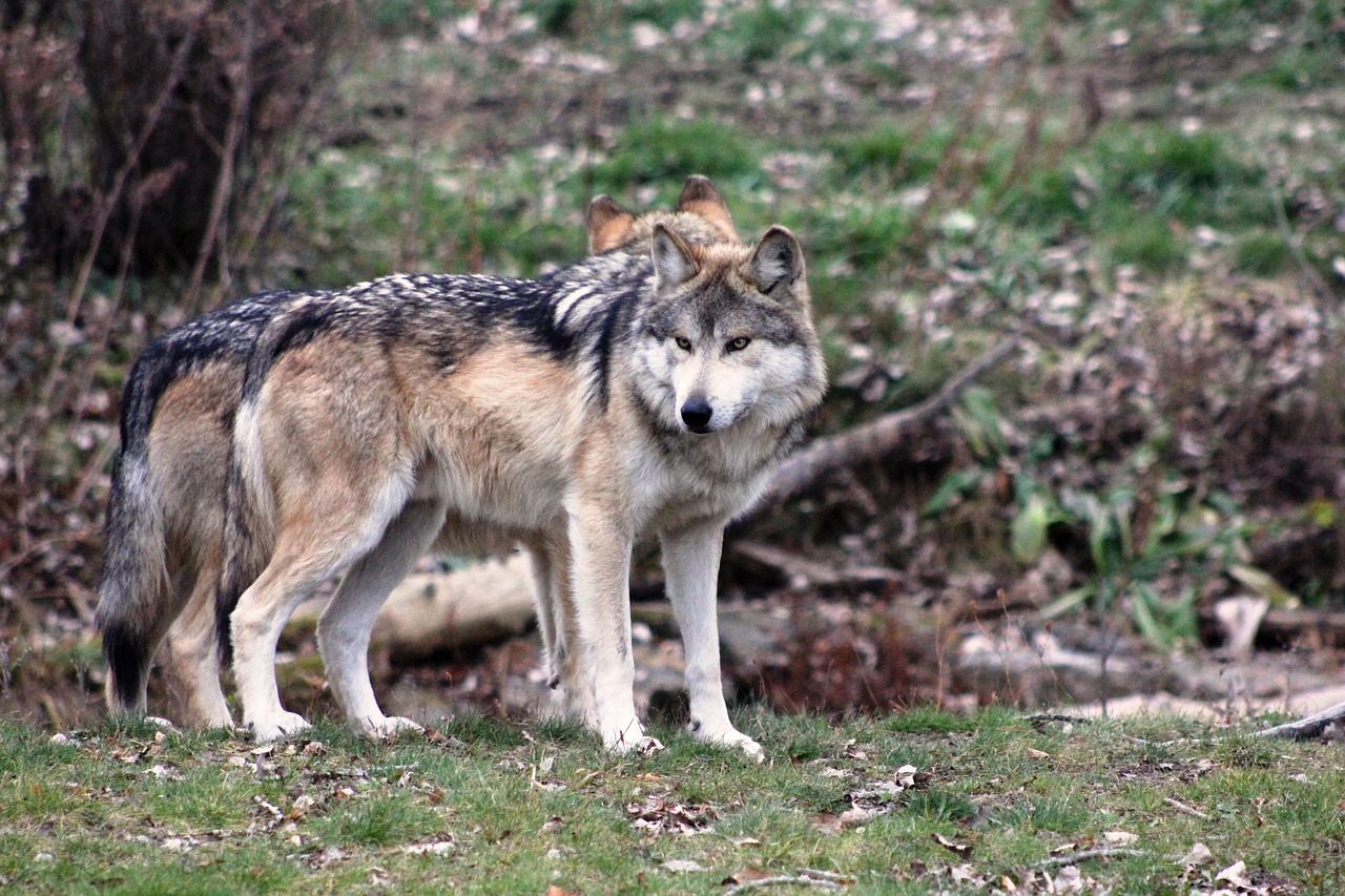 wolf mexican wolf wildlife free photo