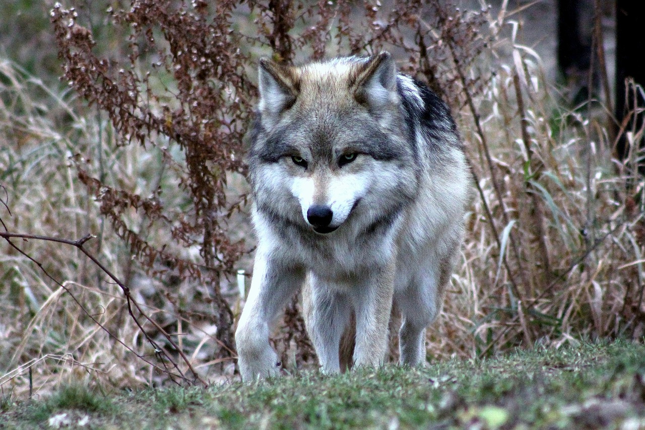 wolf mexican wildlife free photo