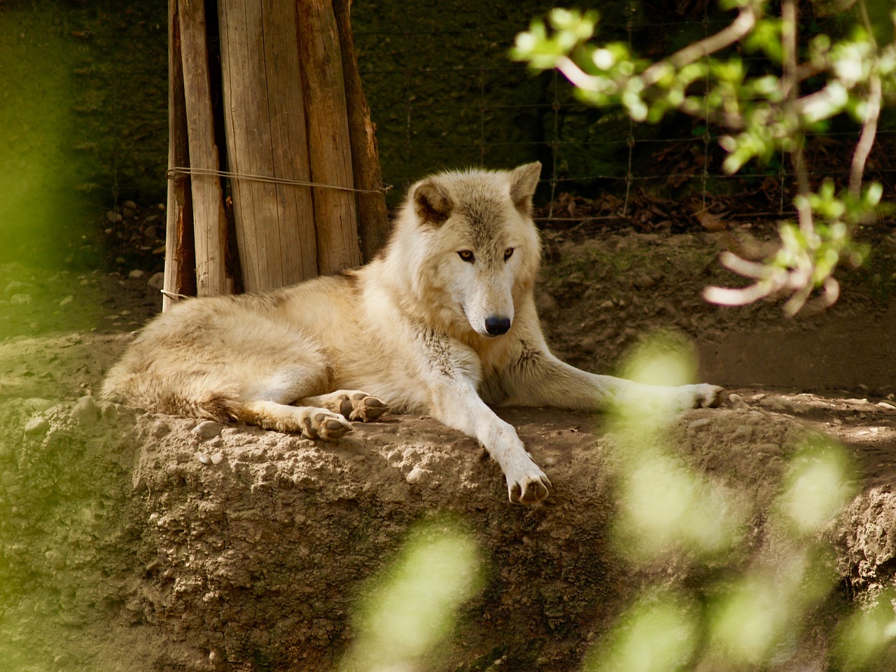 wolf zoo nature free photo