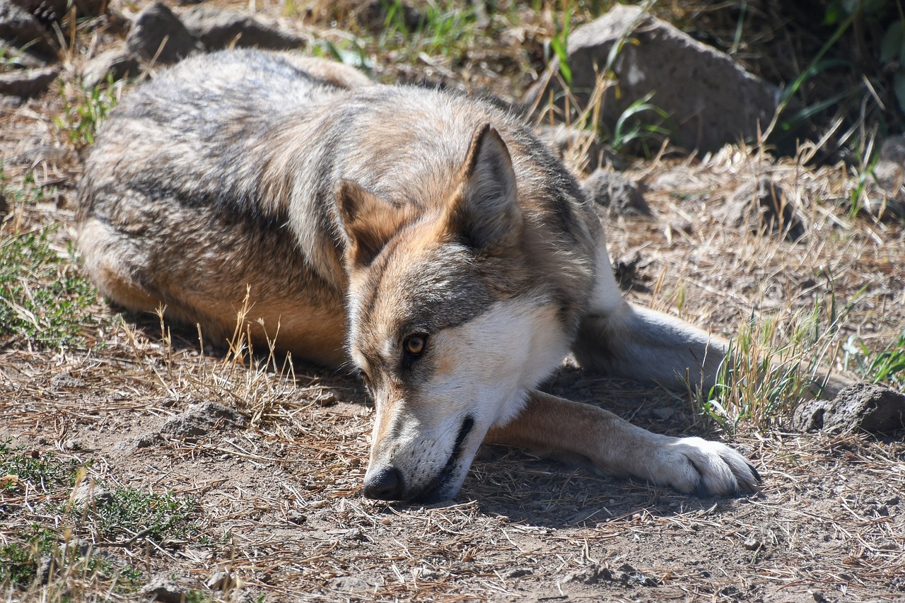 wolf predator wild animal free photo