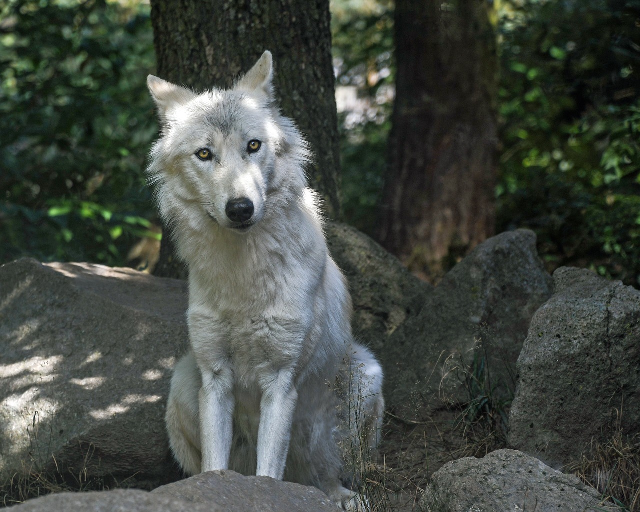 Edit free photo of Wolf,predator,wild animal,free pictures, free photos ...