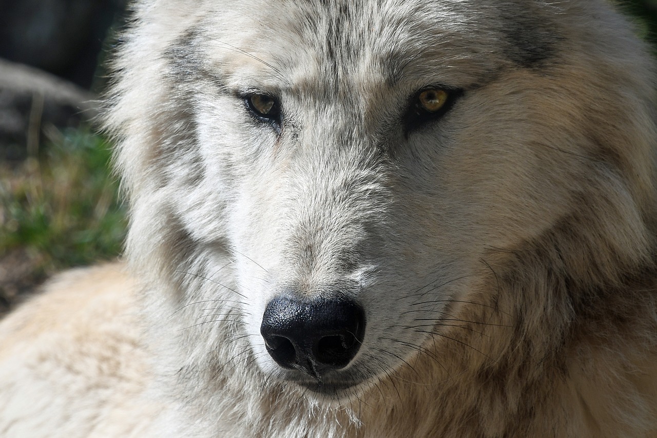 wolf predator head free photo