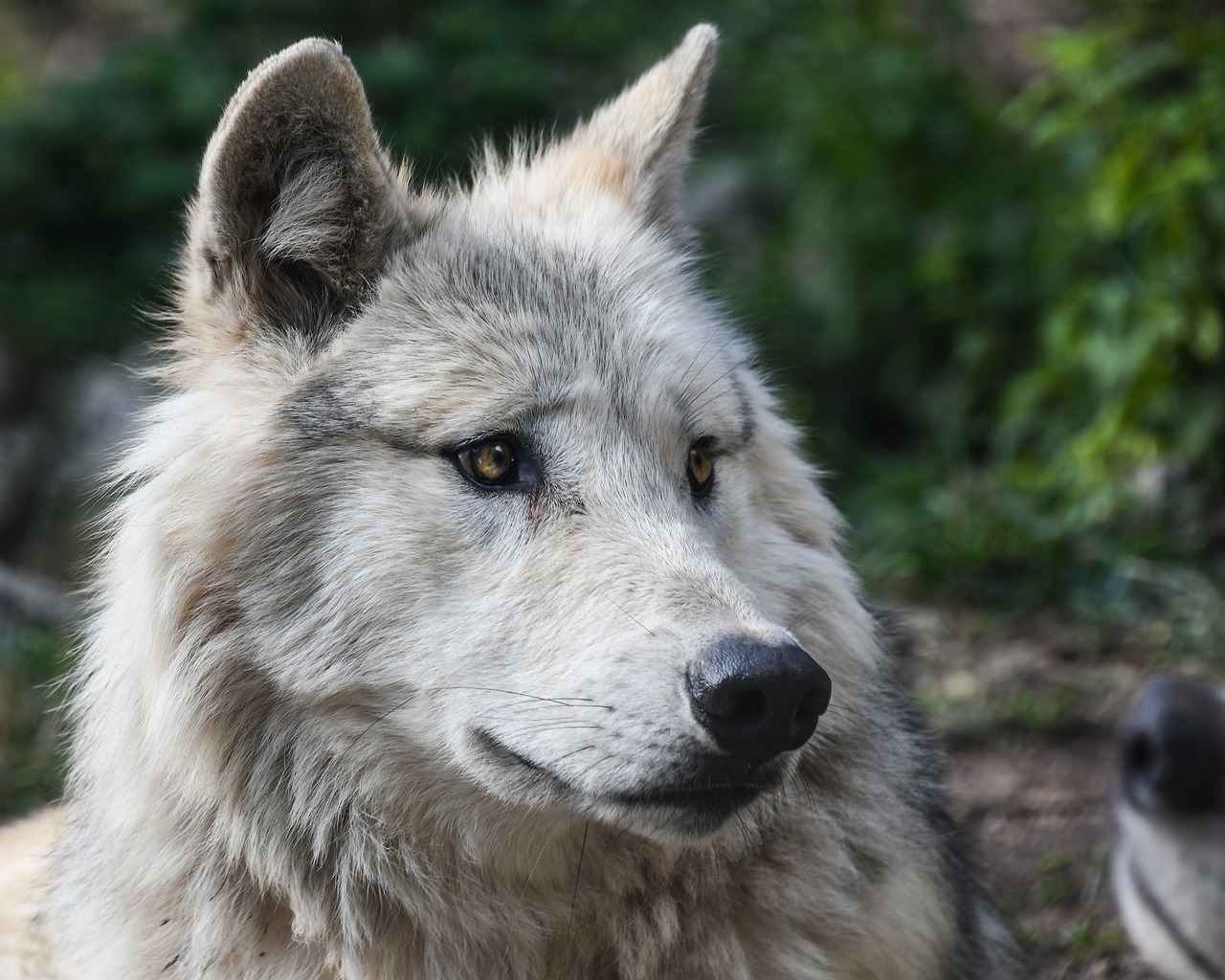 wolf predator head free photo