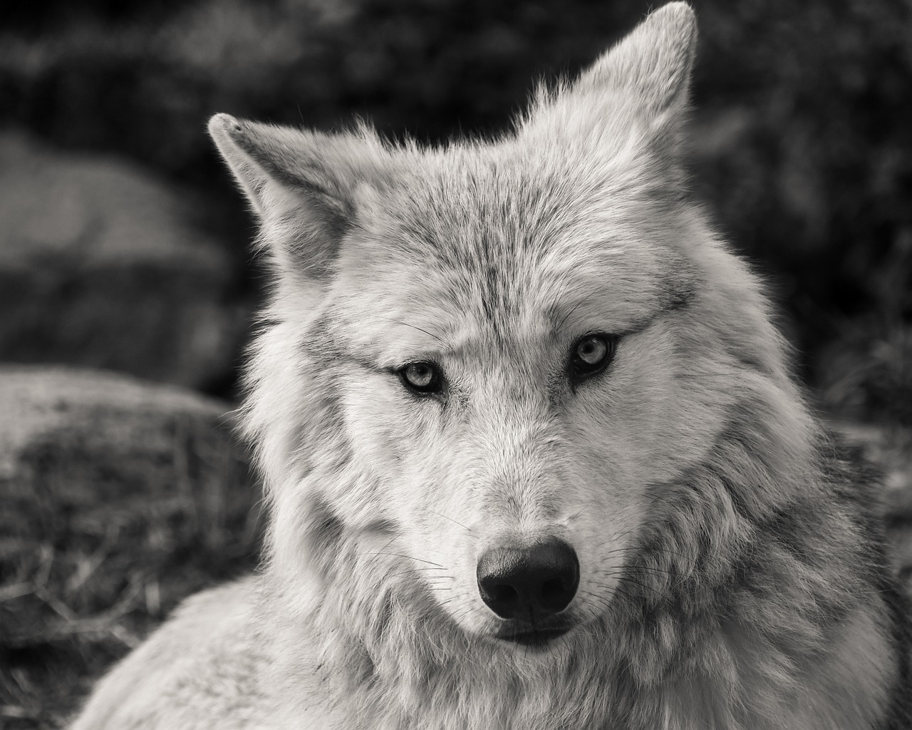 wolf predator black and white free photo