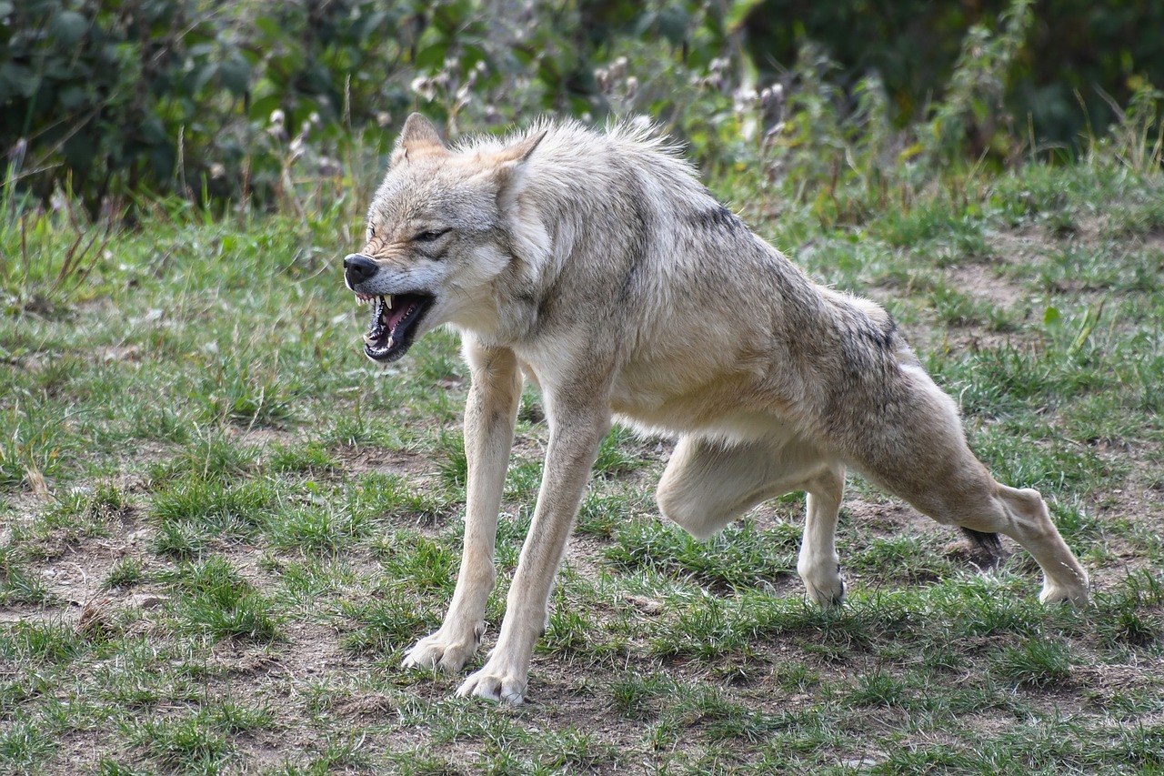 wolf yawn hangover free photo