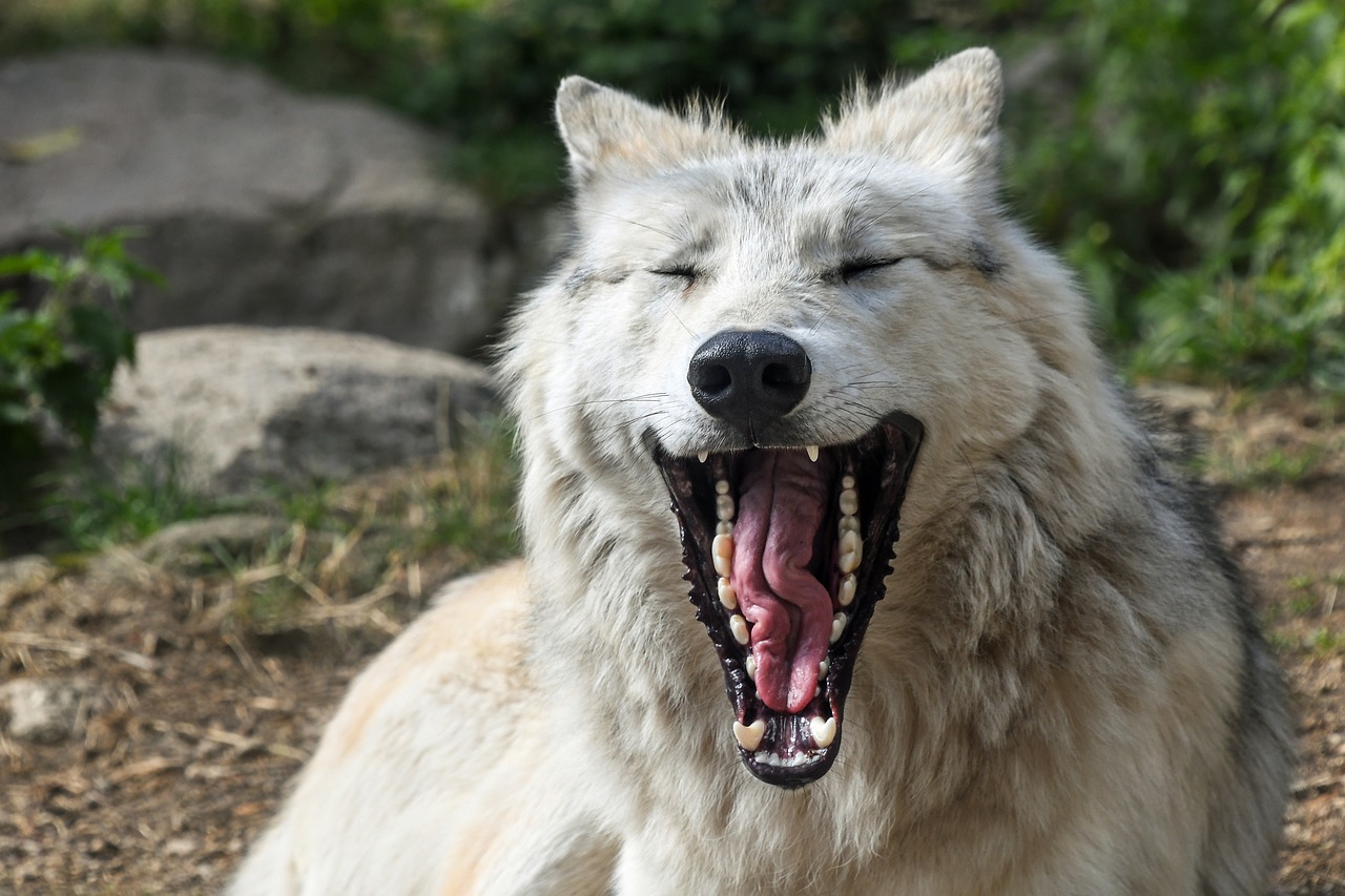 wolf yawn hangover free photo