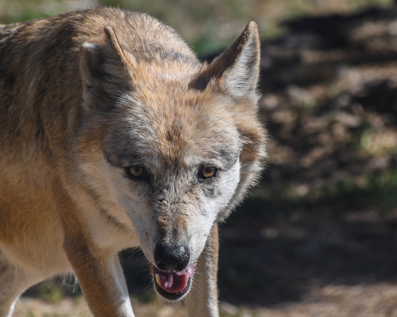 wolf predator approach free photo