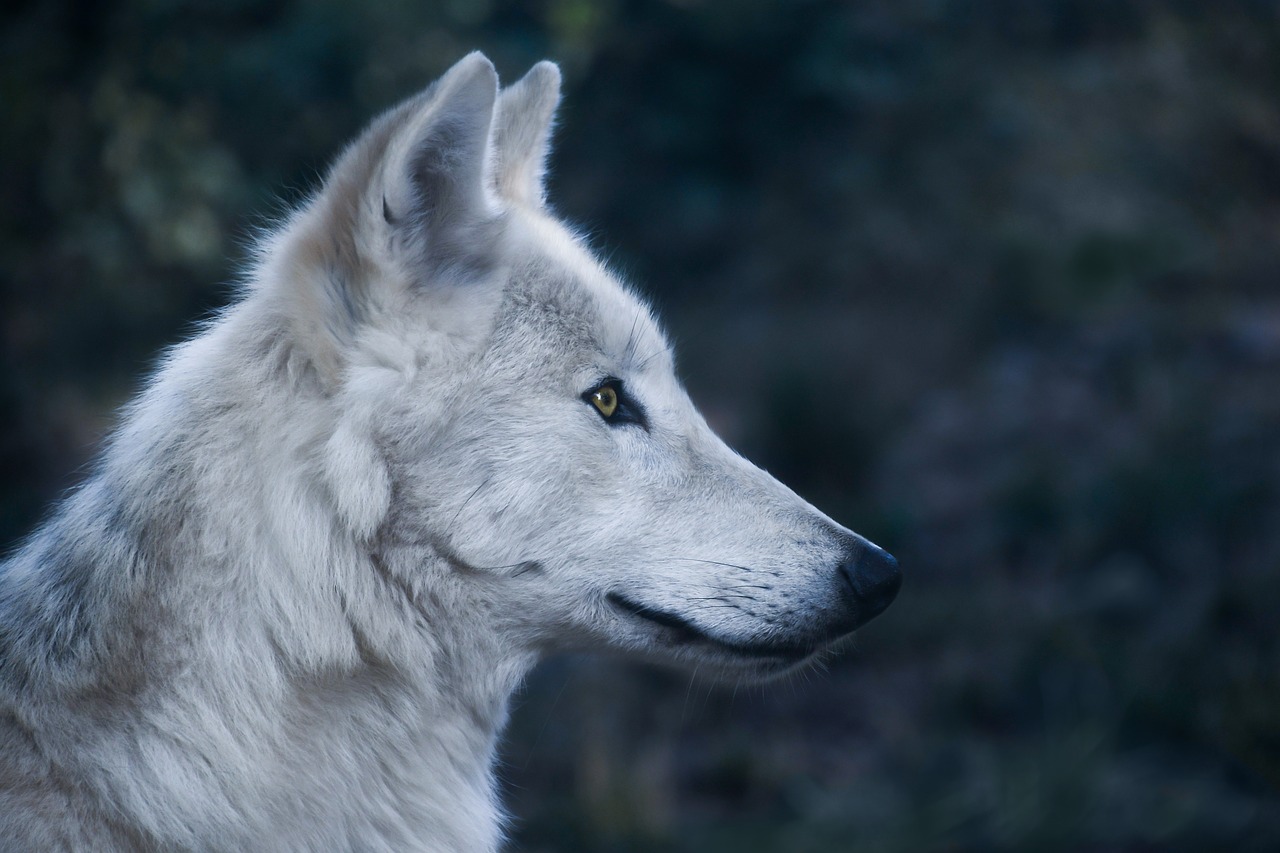 Wolf,head,profile,predator,wild animal - free image from 