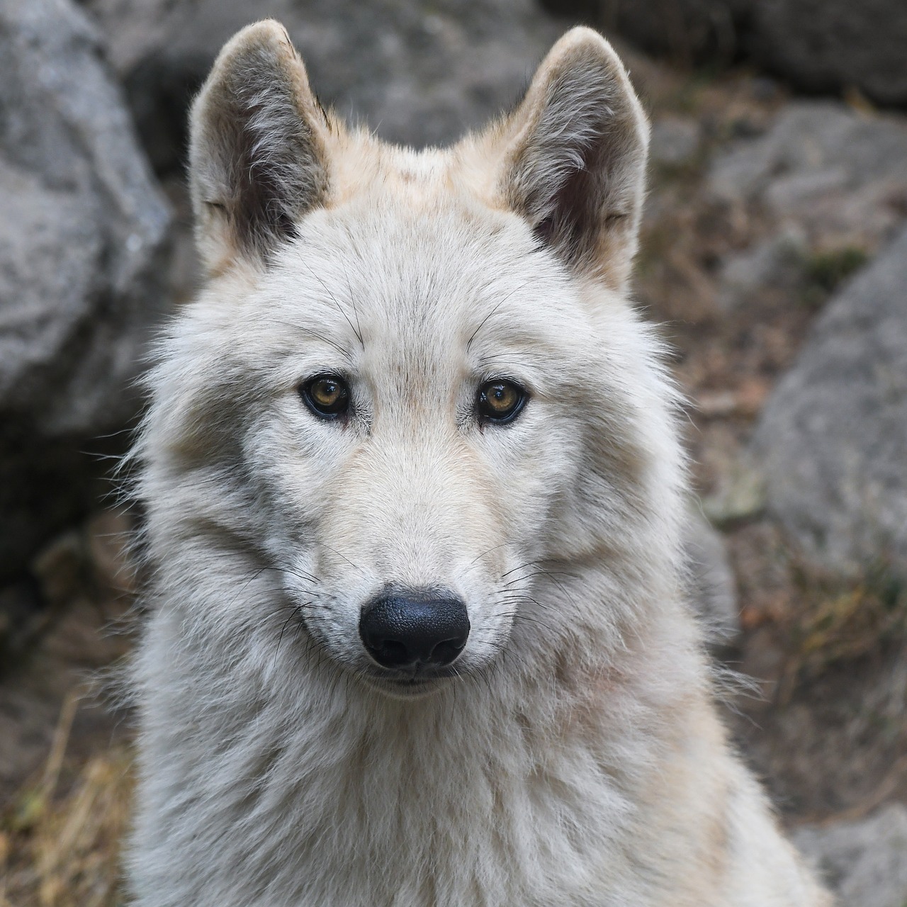 wolf portrait predator free photo