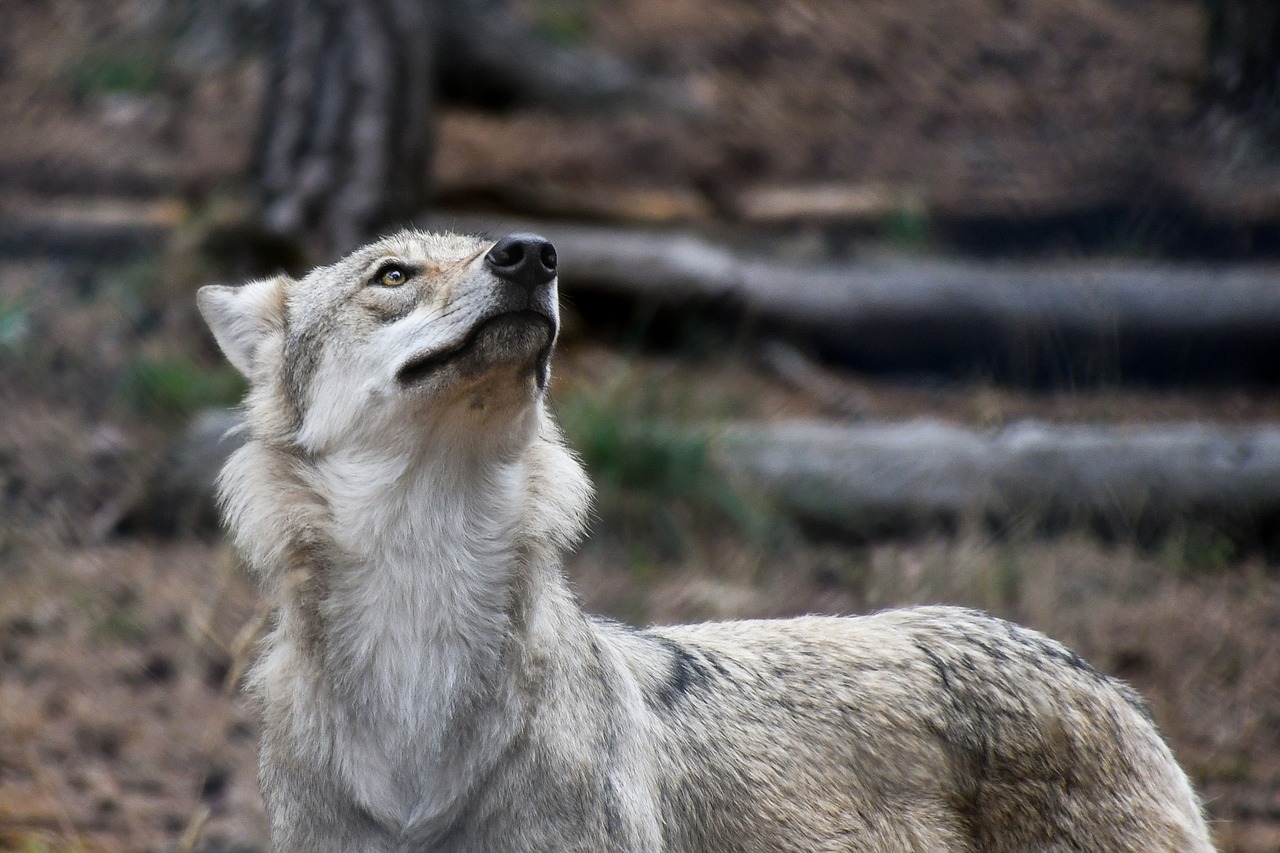 wolf predator wild animal free photo