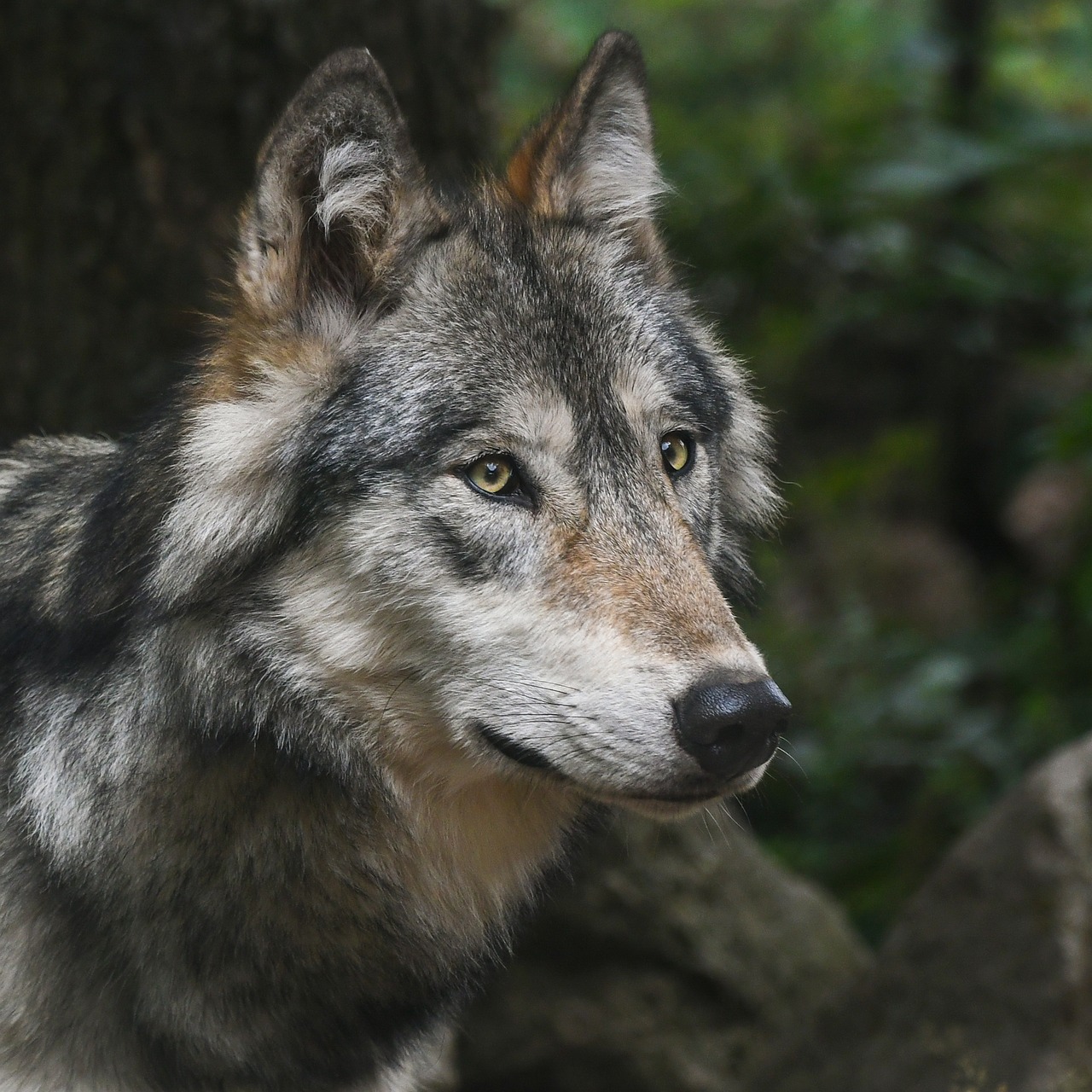 wolf portrait predator free photo