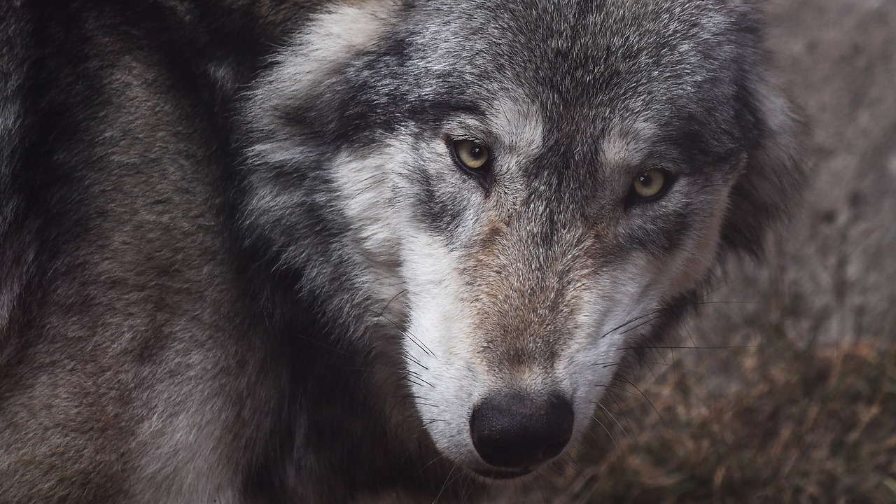 wolf look predator free photo