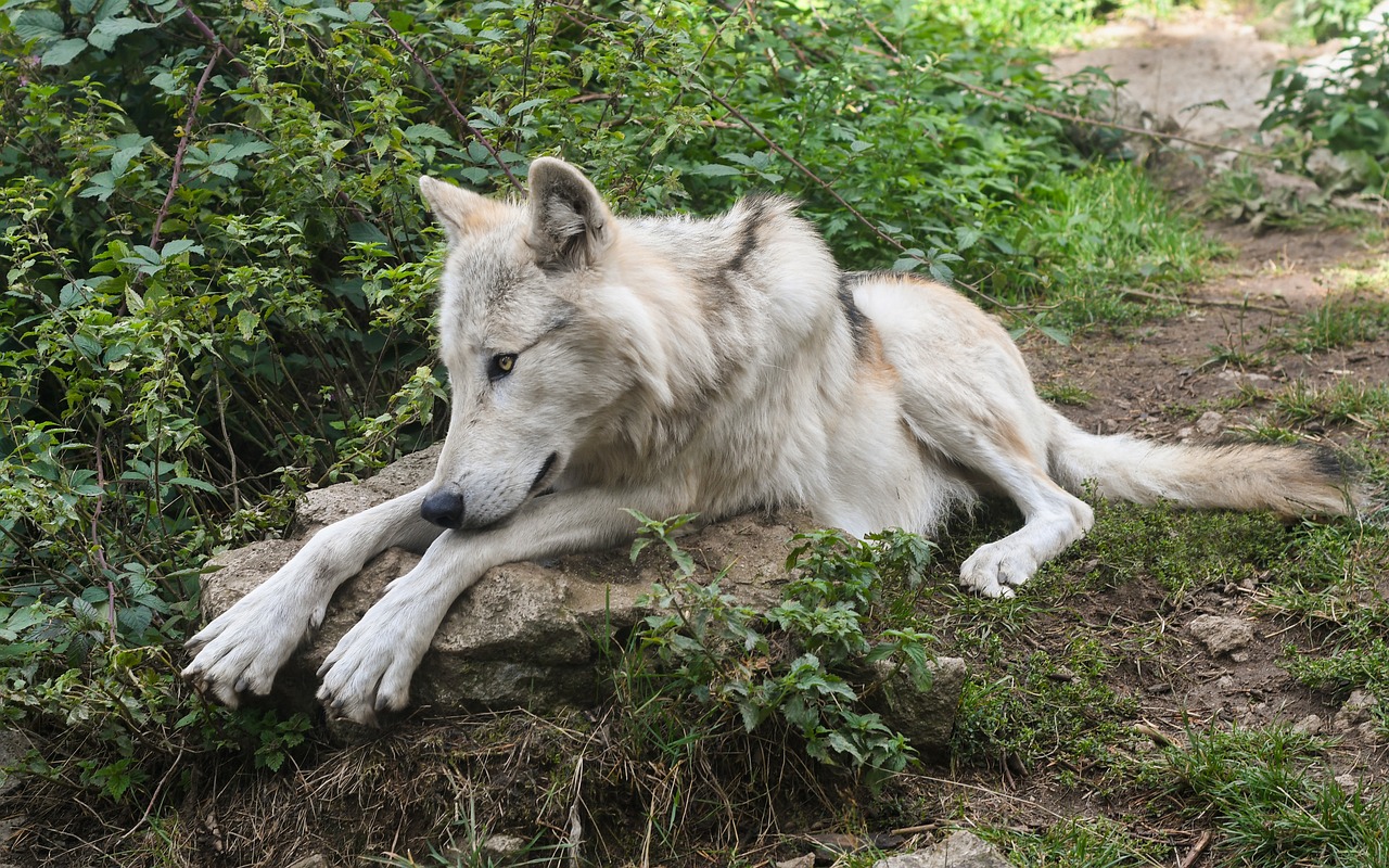 wolf elongate predator free photo