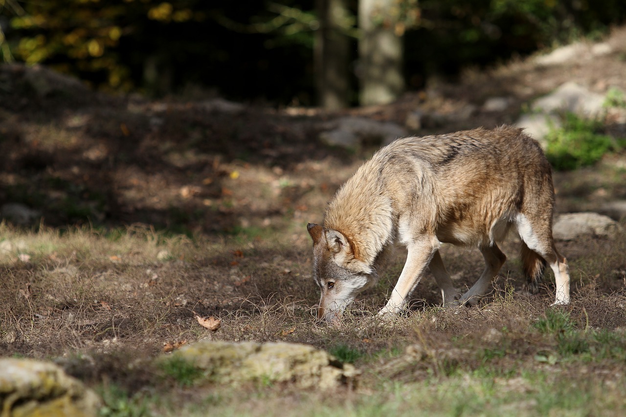 wolf timberwolf predator free photo