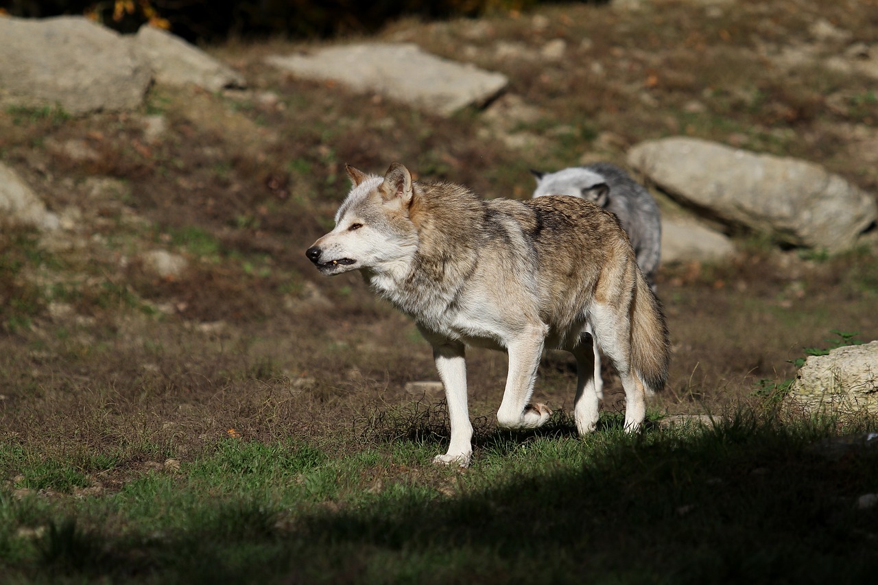 wolf timberwolf canada free photo