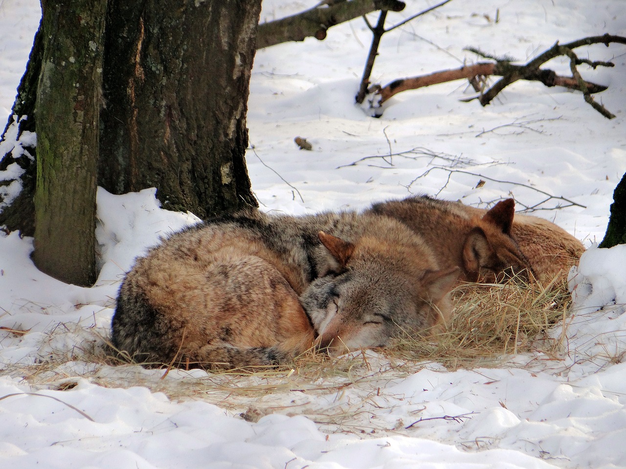 wolf dream mammal free photo