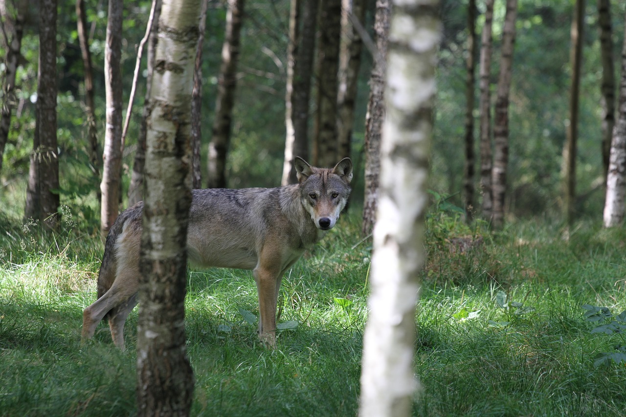 wolf forest animal free photo