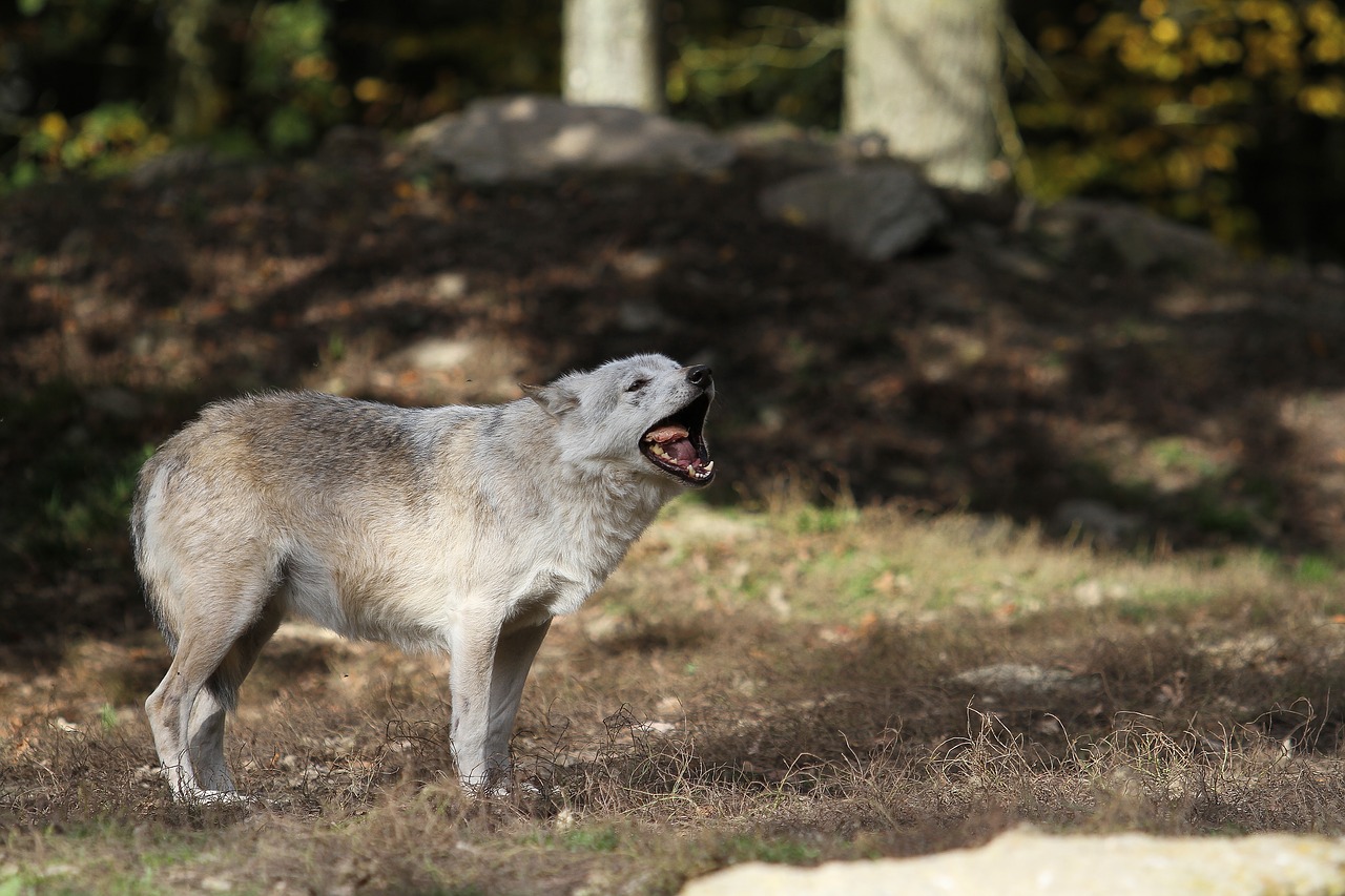 wolf timberwolf eat free photo
